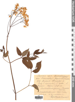VOR 0001887