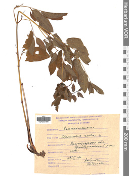 VOR 0001889