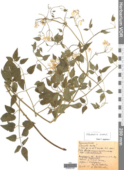 VOR 0001891
