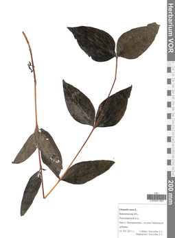VOR 0001893