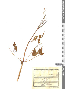 VOR 0001900