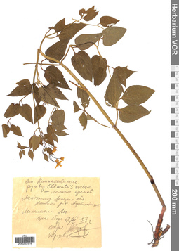 VOR 0001918