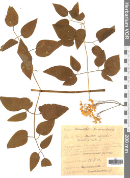 VOR 0001922