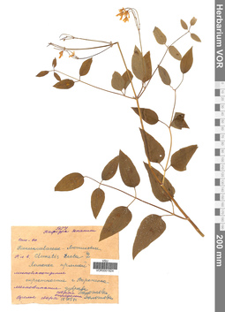 VOR 0001924