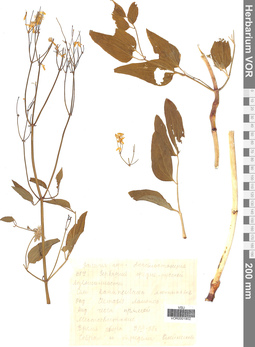 VOR 001902