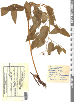 VOR 0001903