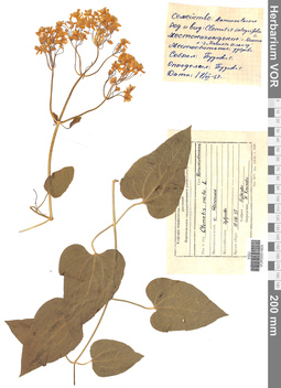 VOR 0001904
