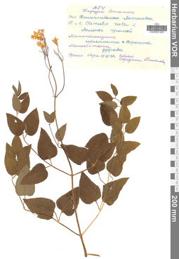 VOR 0001905