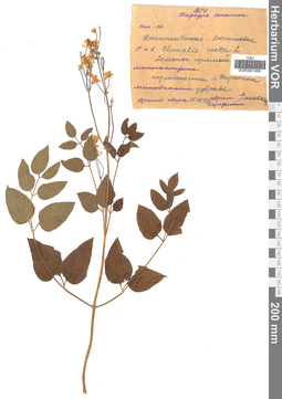 VOR 0001906