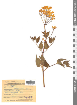 VOR 0001907