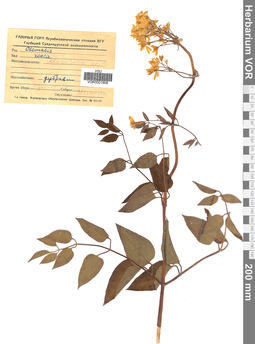 VOR 0001908