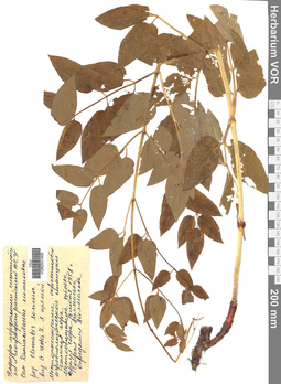 VOR 0001909