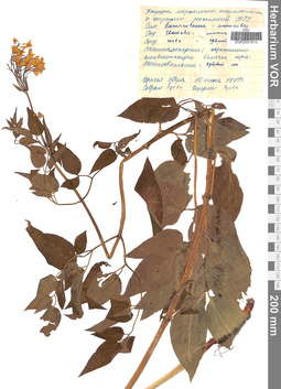 VOR 0001910