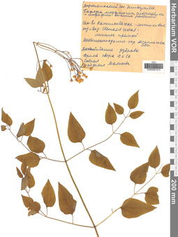 VOR 0001912