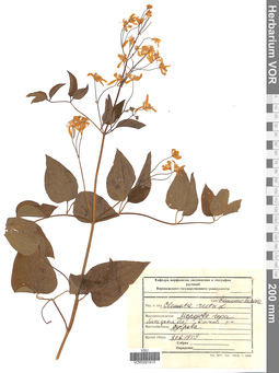 VOR 0001915