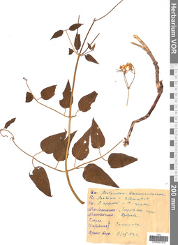 VOR 0001916