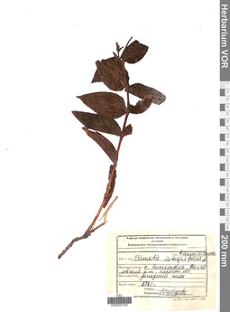 VOR 0001520
