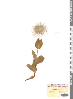 VOR 0001536