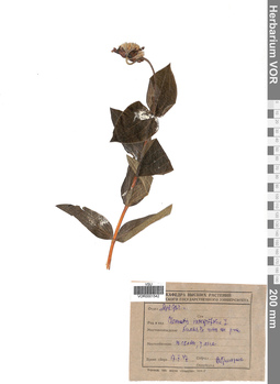 VOR 0001542