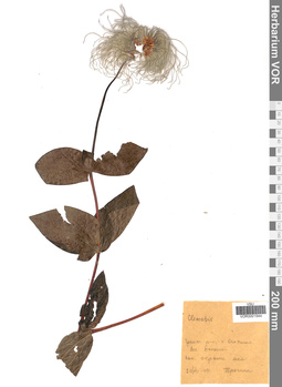 VOR 0001544