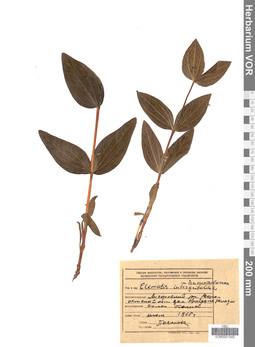 VOR 0001545