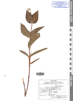VOR 0001553