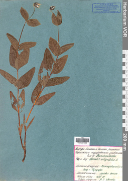 VOR 0001555