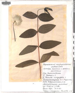 VOR 0001556
