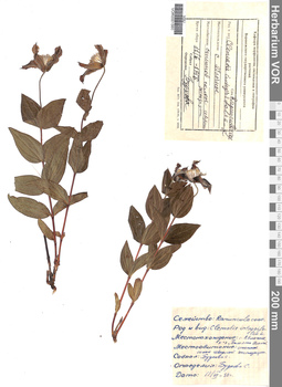 VOR 0001560
