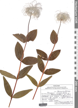VOR 0001628
