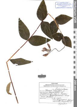 VOR 0001629