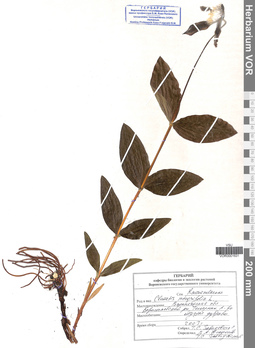VOR 0001631