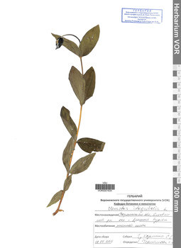 VOR 0001634