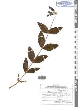 VOR 0001635