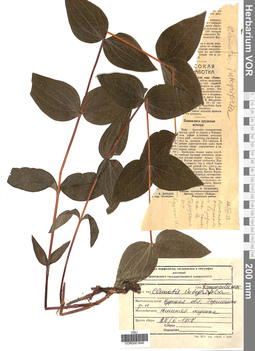 VOR 0001646
