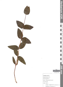 VOR 0001653
