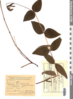VOR 0001656