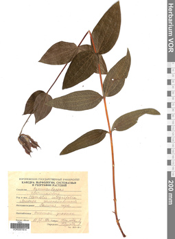 VOR 0001670