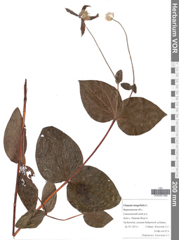 VOR 0001895