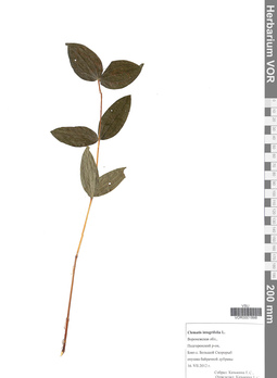 VOR 0001898