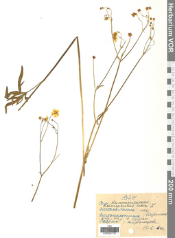 VOR 0001781