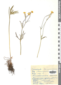 VOR 0001782