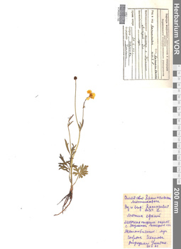 VOR 0001795