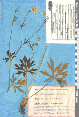 VOR 0001796