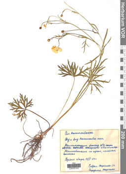 VOR 0001803
