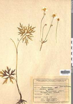 VOR 0001804