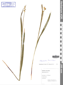 VOR 0024571