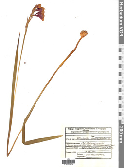 VOR 0024574