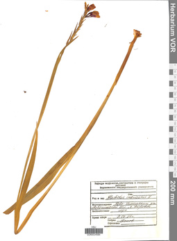 VOR 0024584