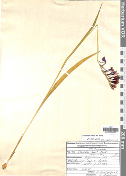 VOR 0024589